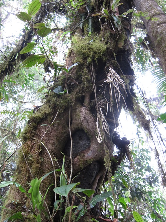 Ecuador Andes: Quito Area, Bellavista Cloud Forest Reserve, Strangler, Walkopedia