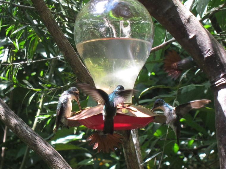 Ecuador Andes: Quito Area, Bellavista Cloud Forest Reserve, Humming birds in action, Walkopedia