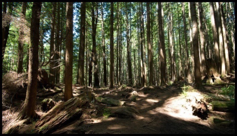 © flickr user- nunavut Juan de Fuca Marine Trail: © flickr user- nunavut