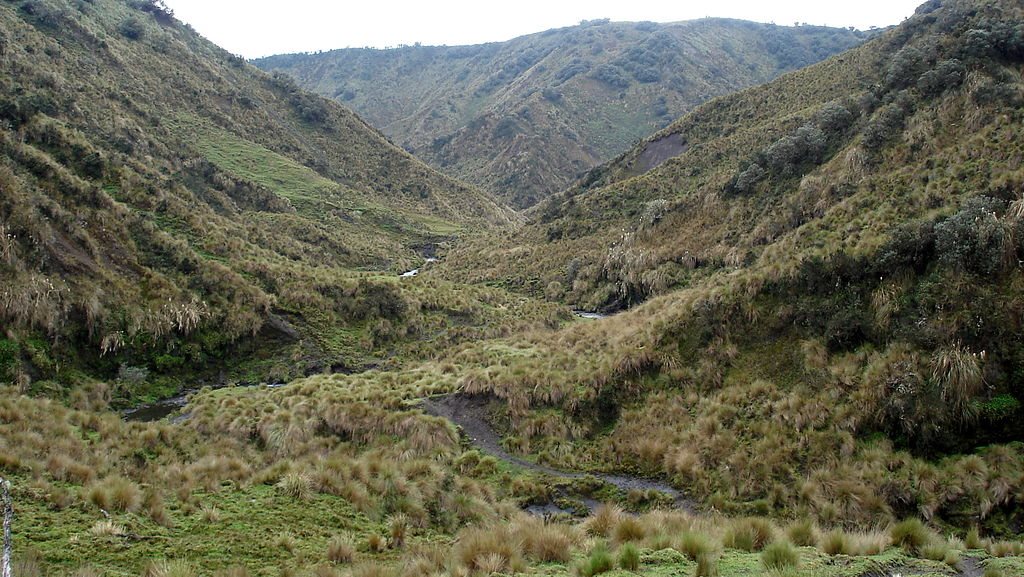 Ecuador Southern Andes: Sangay NP, Sangay NP, Paramo in Sangay , Walkopedia