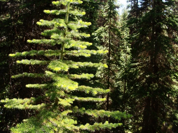 Canada Alberta: Jasper NP, Skyline Trail, , Walkopedia