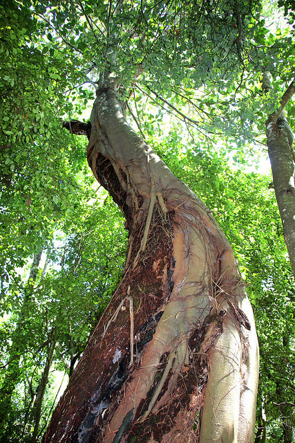 Ecuador Southern Andes, Podocarpos, Moreton Bay Fig, Walkopedia