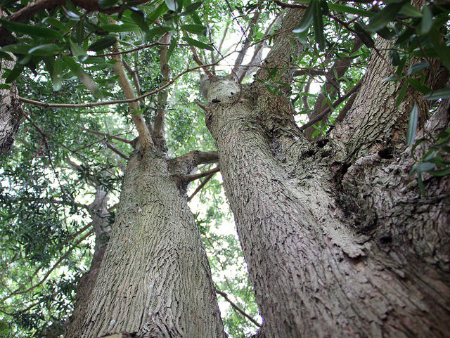 Ecuador Southern Andes, Podocarpos, Plum pine, Walkopedia