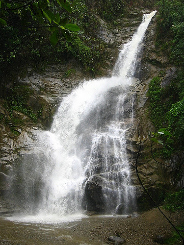 Ecuador Southern Andes, Podocarpos, Waterfall podocarpus, Walkopedia