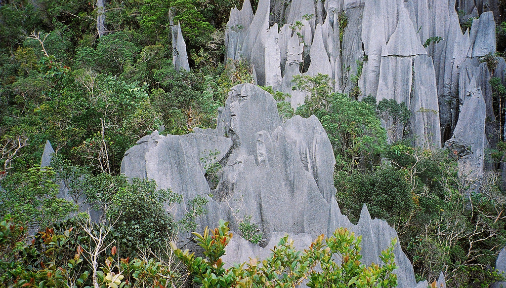 Malaysia Borneo, The Pinnacles, Gunung Mulu, Pinnacles at Mulu, Gunung Mulu National Park, Borneo , Walkopedia