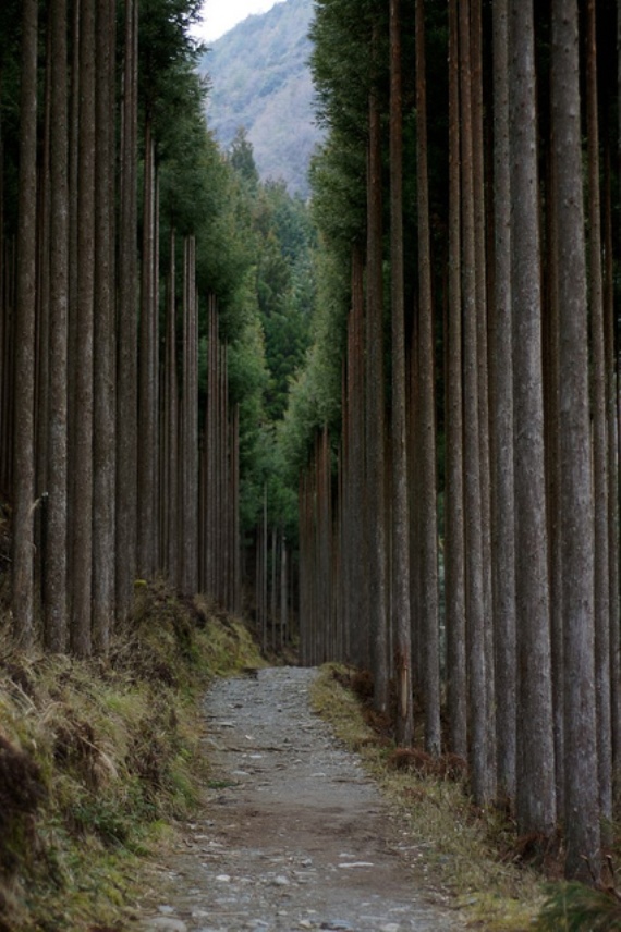Hiking trail to Atago-san - © andrew_markle flickr user Atago-san: Hiking trail to Atago-san - © andrew_markle flickr user