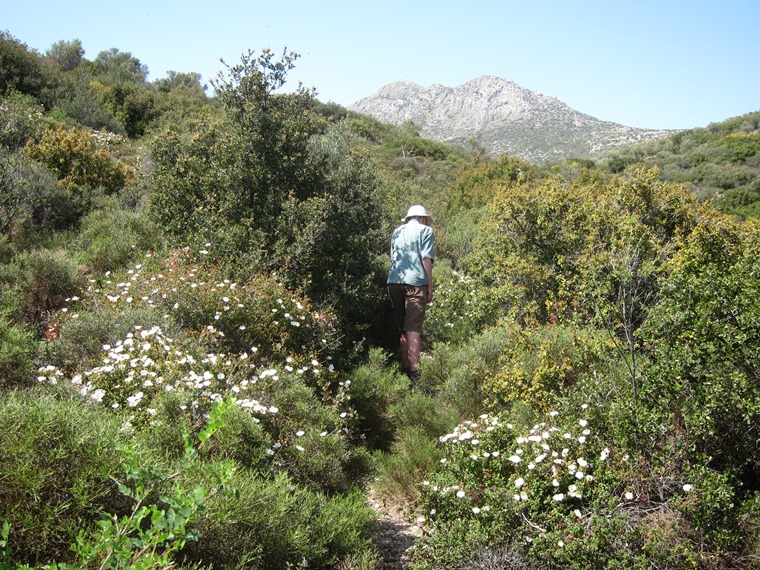 Greece Peloponnese, Mycenean Roads, Mycenae, Lovely scrub, Walkopedia