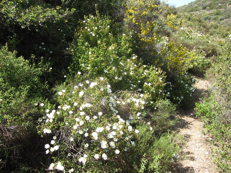 Greece Peloponnese, Mycenean Roads, Mycenae, , Walkopedia