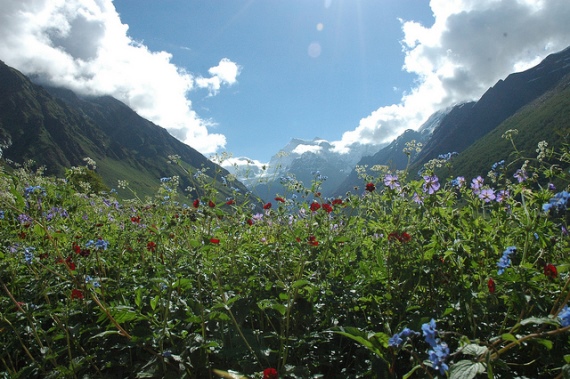 India NW: Uttarakhand, Garwhal, Kumaon Himalaya , Small Valley of flowers, Walkopedia