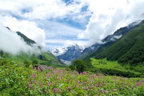 India NW: Uttarakhand, Garwhal, Kumaon Himalaya , Valley of Flowers, Walkopedia