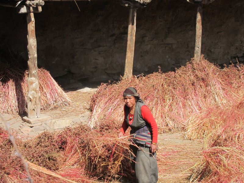 Nepal Annapurna & Mustang, Mustang, Harvest work, Walkopedia