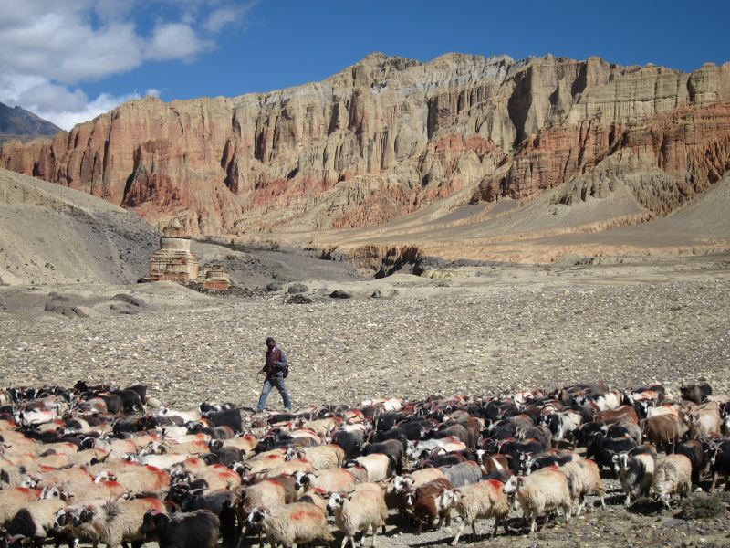 Nepal Annapurna & Mustang, Mustang, Goats, lonely chorten, Drakmar cliffs, Walkopedia