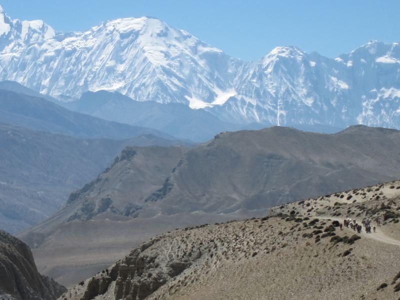 Nepal Annapurna & Mustang, Mustang, Driving ponies, the Annapurnas behind, Walkopedia