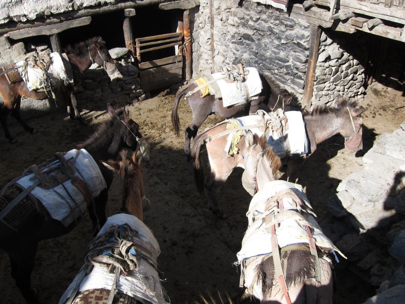 Nepal Annapurna & Mustang, Mustang, Village courtyard, Kagbeni, Walkopedia