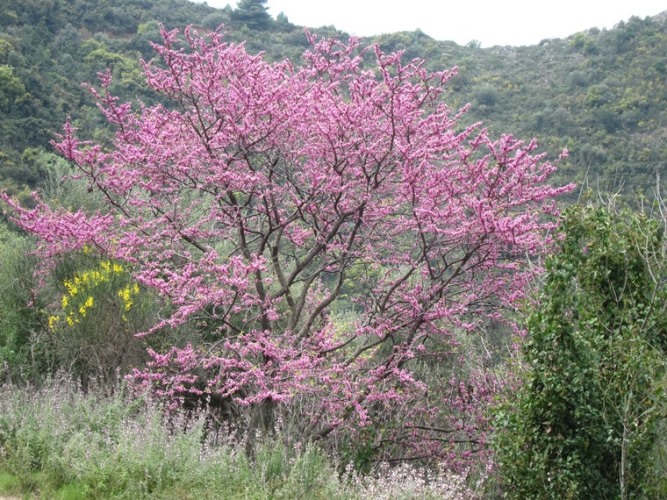 Greece Peloponnese: Taygetus range and the Mani, Viros Gorge, , Walkopedia