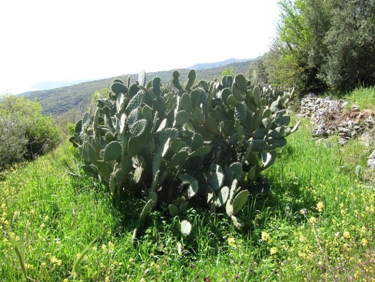 Greece Peloponnese: Taygetus range and the Mani, Viros Gorge, , Walkopedia