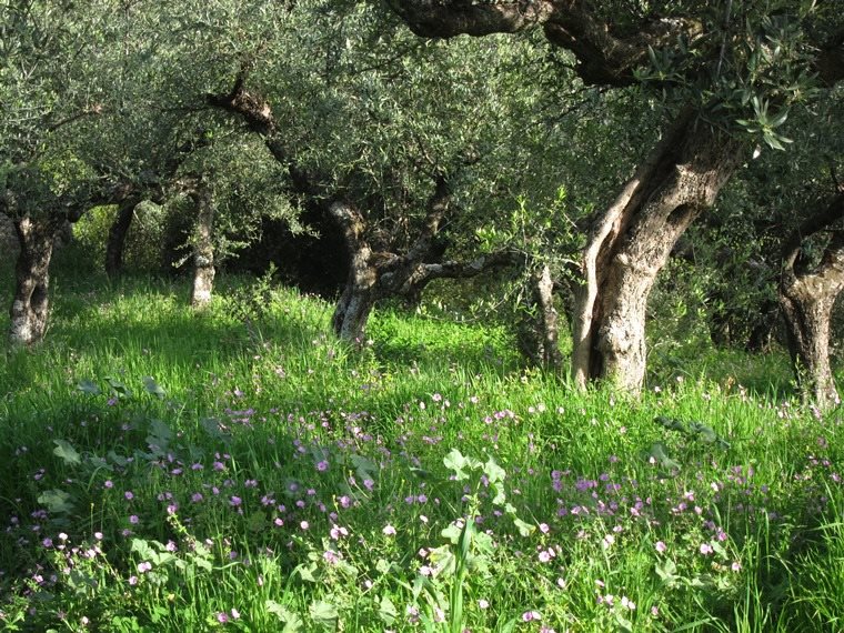 Greece Peloponnese: Taygetus range and the Mani, Viros Gorge, , Walkopedia