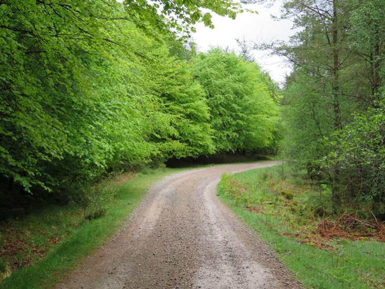 United Kingdom England Lake District, Coast to Coast, Lake District, Ennerdale Woodland, Walkopedia