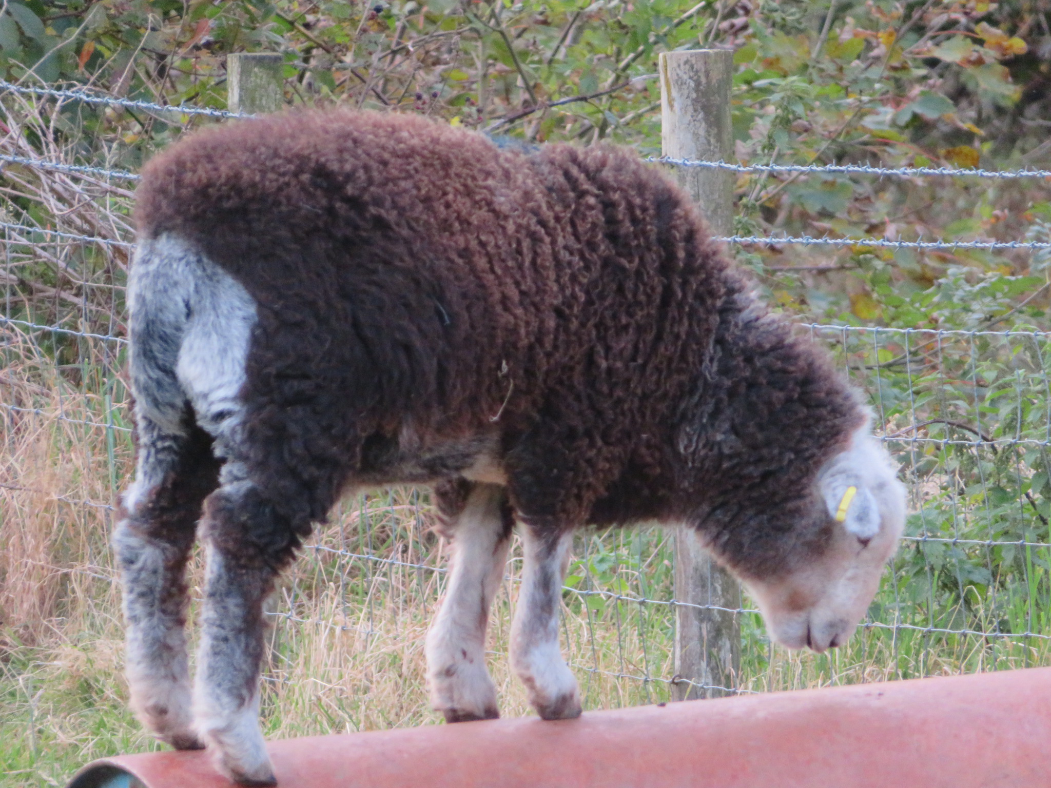 United Kingdom England Lake District, Swirl How and Great Carrs, Herdwick licking minerals from roller, Walkopedia