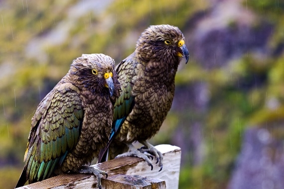 © Flickr user Andrew Red Tarns Track: © Flickr user Andrew