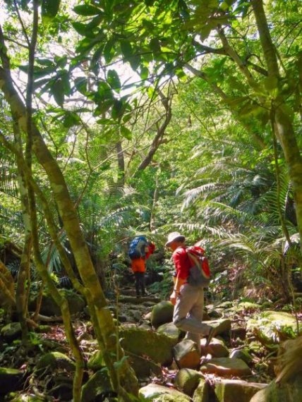 Japan Nansei-shoto (SW Islands): Okinawa, Yaeyama/ Iriomoto, Okinawa Iriomoto Jungle, Walkopedia