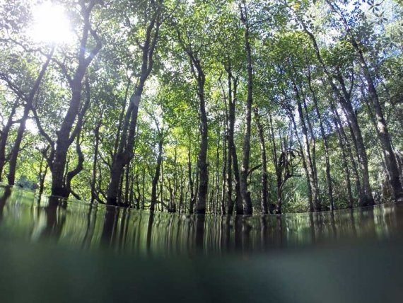 Japan Nansei-shoto (SW Islands): Okinawa, Yaeyama/ Iriomoto, Okinawa mangrove water level, Walkopedia