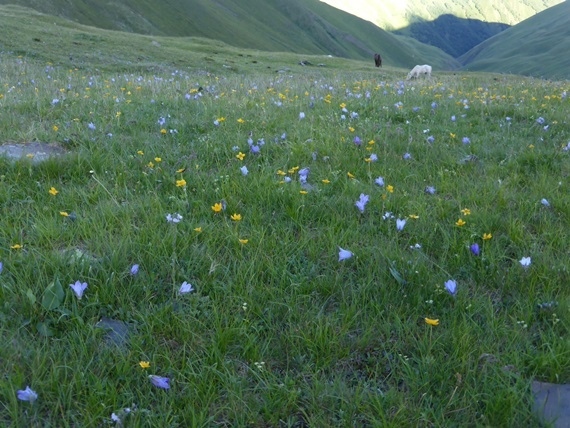 Greater Caucasus Mountains: Atsunta flower meadow - © Nick Ince