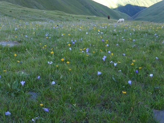 Georgia Gt Caucasus Mts, Greater Caucasus Mountains, Atsunta flower meadow, Walkopedia