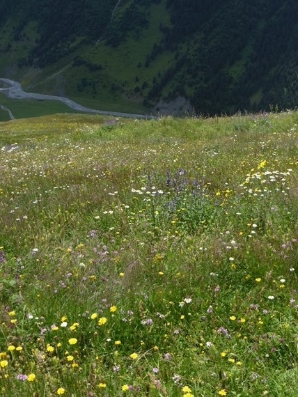 Georgia Gt Caucasus Mts, Greater Caucasus Mountains, , Walkopedia