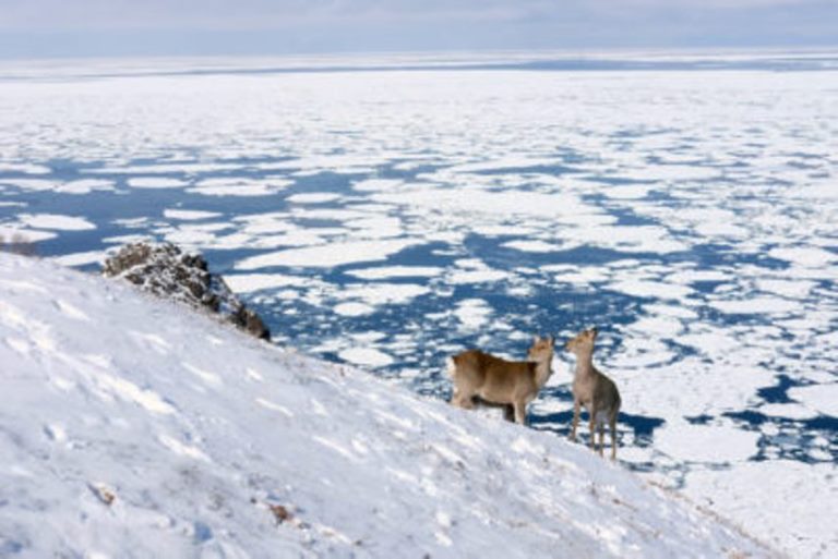 Japan Hokkaido, Shiretoko Peninsula , Shiretoko deer, Walkopedia