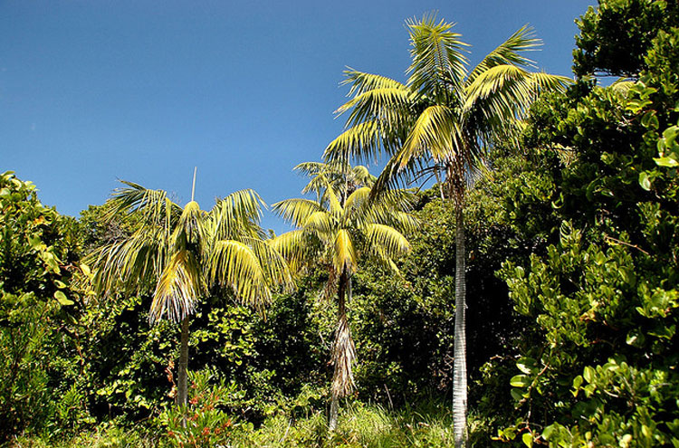 Australia, Lord Howe Island, Howea Forsteriana, From Flickr user BlackDiamondImages, Walkopedia