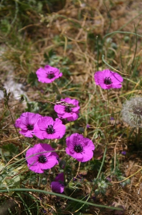 , Pindos/Vikos Circuit, , Walkopedia