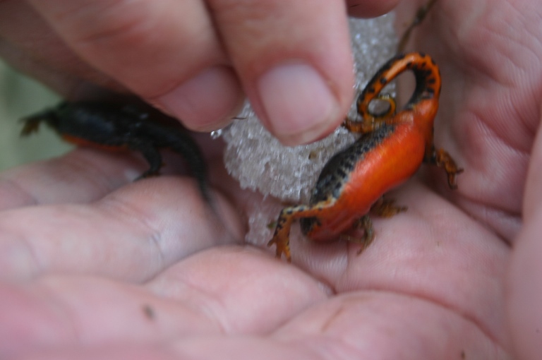 Greece, Pindos/Vikos Circuit, Special newt, Walkopedia