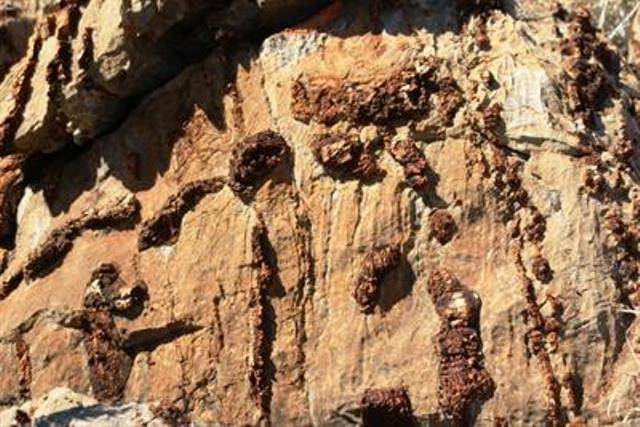Australia Northern Territory, Larapinta Trail, Dolomite Fossils, Walkopedia