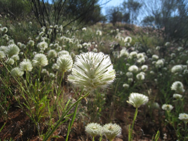 Australia Northern Territory, Larapinta Trail, , Walkopedia