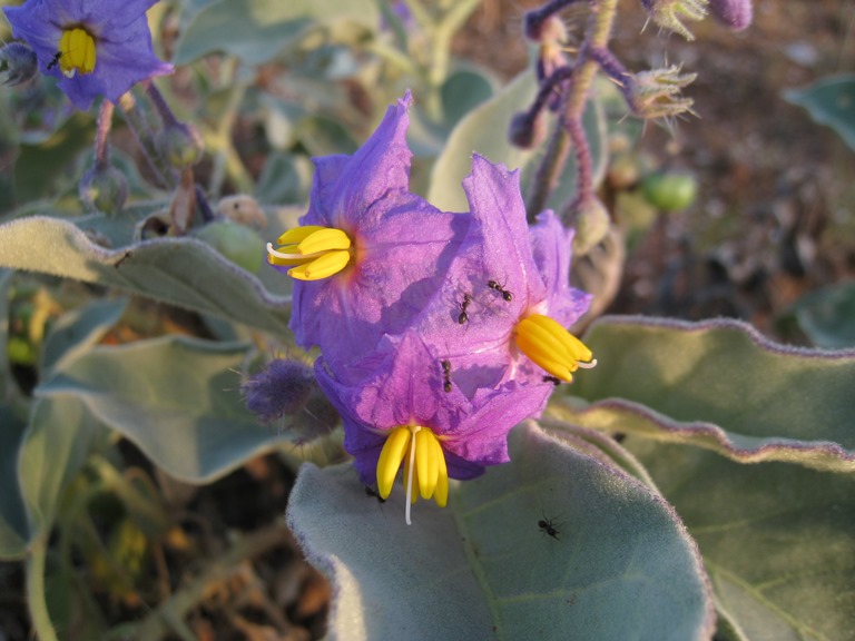 Australia Northern Territory, Larapinta Trail, , Walkopedia