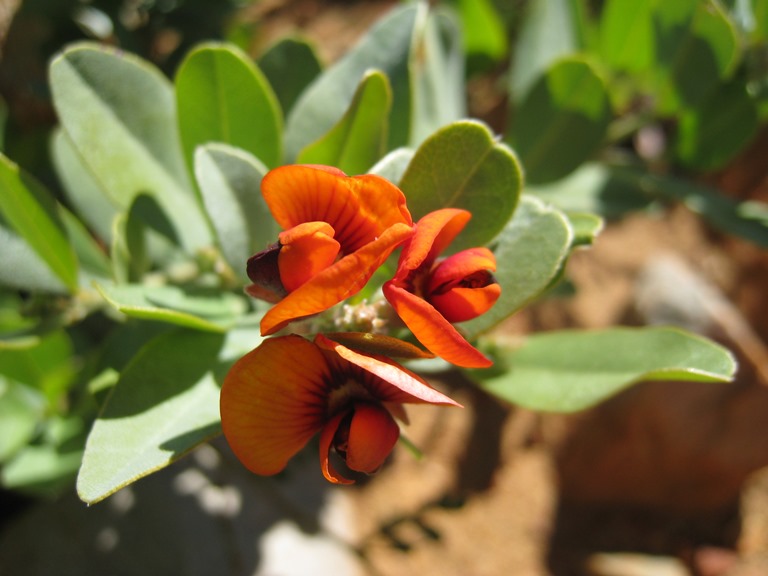 Australia Northern Territory, Larapinta Trail, , Walkopedia