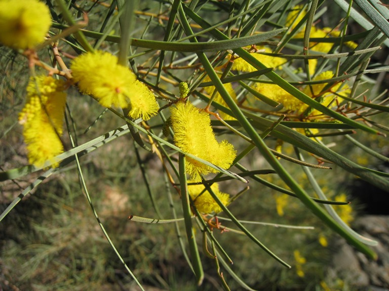 Australia Northern Territory, Larapinta Trail, , Walkopedia