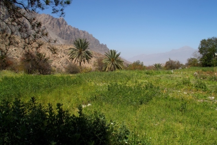 Oman Western Hajar Mts: Jebel Akhdar, Upper Wadi Mistall, Wukan Agriculture, Walkopedia