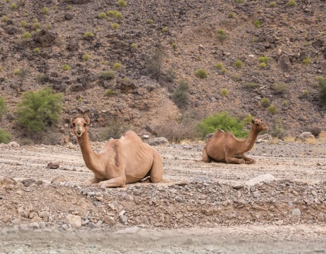 Oman Western Hajar Mts: Jebel Akhdar, Upper Wadi Mistall, Wukan , Walkopedia