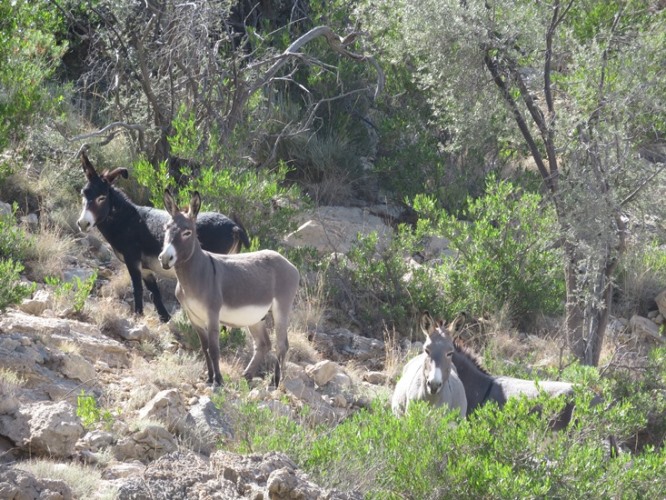 Jebel Akhdar: Wild donkeys - © William Mackesy