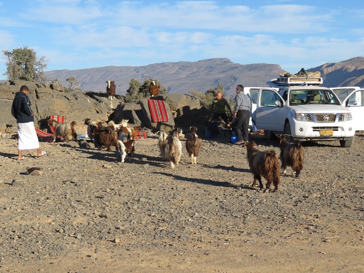 Oman Western Hajar Mts: Jebel Akhdar, Western Hajar Mountains, campsite near Wadi Nakhur rim, receiving goat visit, Walkopedia