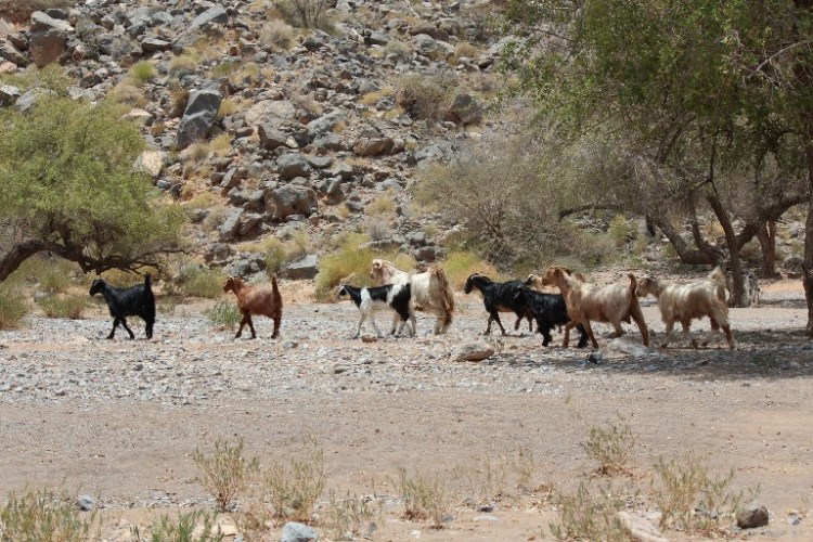 Oman Western Hajar Mts: Jebel Akhdar, Southern Sayq Rim Villages, local goats, Walkopedia