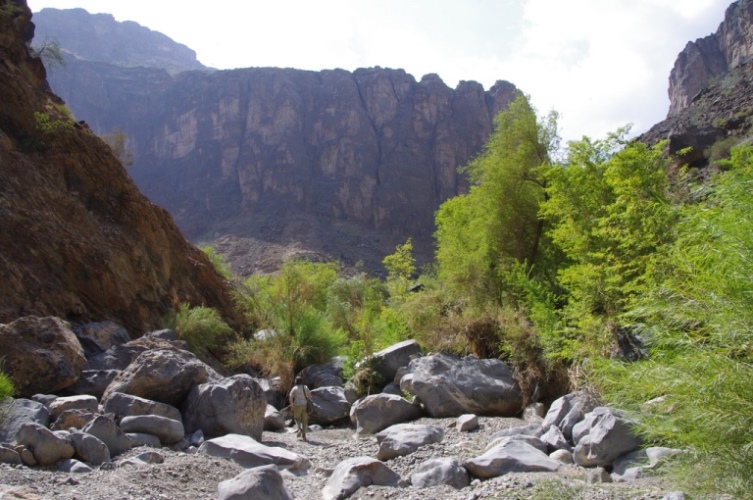 Oman Western Hajar Mts: Jebel Akhdar, Central Akhdar routes W8, W9, W10, Walking near Wadi Bani Awf, Walkopedia