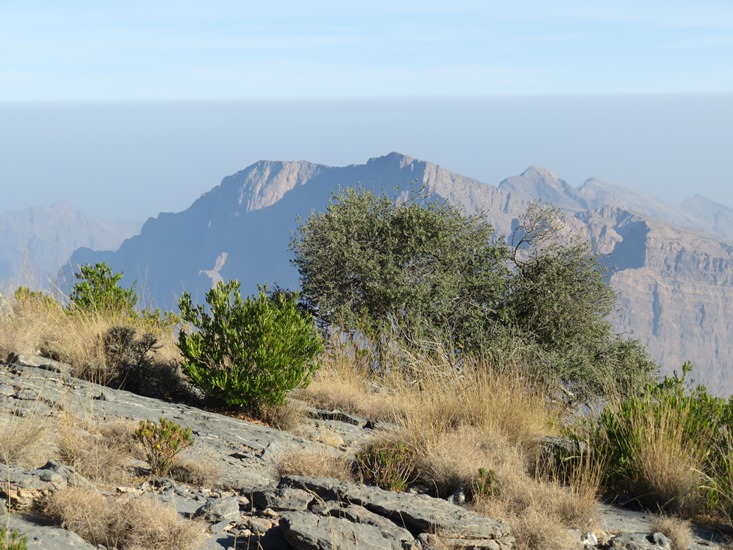 Oman Western Hajar Mts: Jebel Akhdar, Qiyut to Ar Roos Traverse , High ridge, looking north, Walkopedia