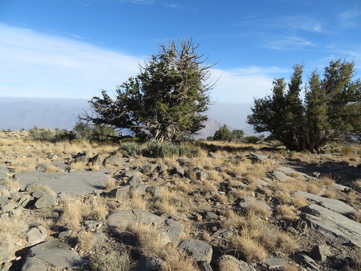 Oman Western Hajar Mts: Jebel Akhdar, Qiyut to Ar Roos Traverse , , Walkopedia