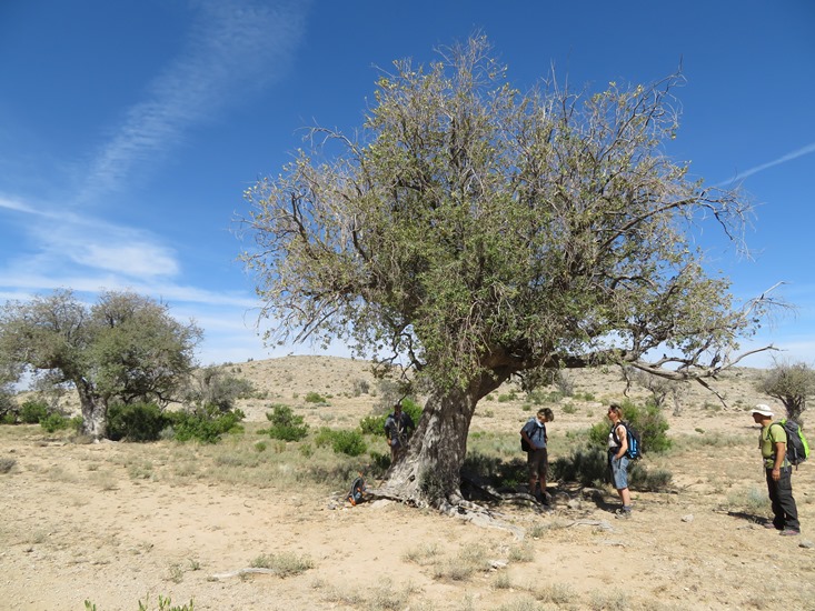 Oman Western Hajar Mts: Jebel Akhdar, Qiyut to Ar Roos Traverse , Ancient wild olives, Walkopedia