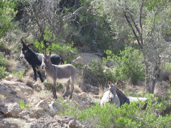 Oman Western Hajar Mts: Jebel Akhdar, Qiyut to Ar Roos Traverse , Wild donkeys, Walkopedia