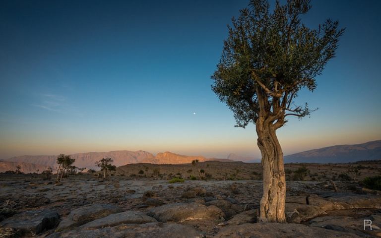 Oman Western Hajar Mts: Jebel Akhdar, Jebel Shams, Jebel Shams , Walkopedia