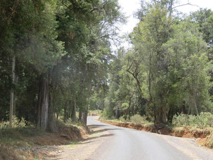 Kenya Mount Kenya, Sirimon Route , Above Sirimon Gate, Walkopedia